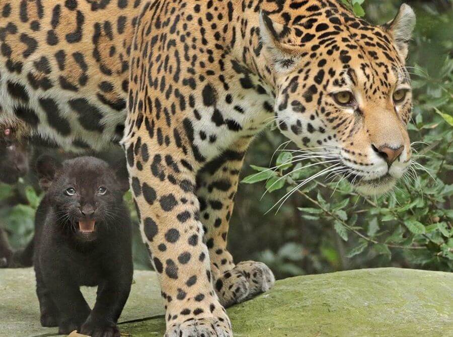 Artis-jaguar-cub