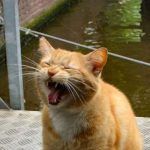 The Catboat