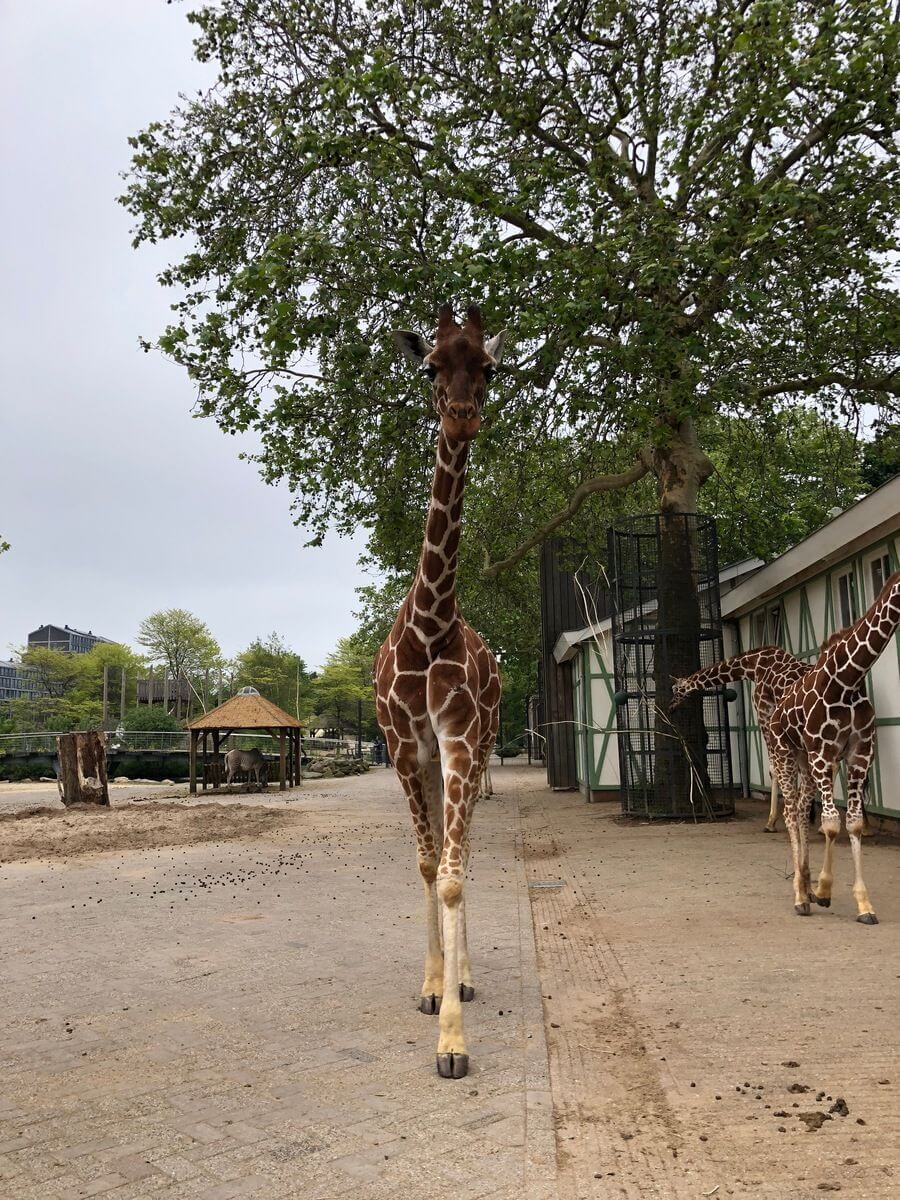 Giraffe in Artis Amsterdam Zoo