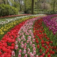 Keukenhof Tulpengarten