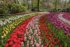 best time to visit amsterdam keukenhof tulips keukenhof tulips 2018