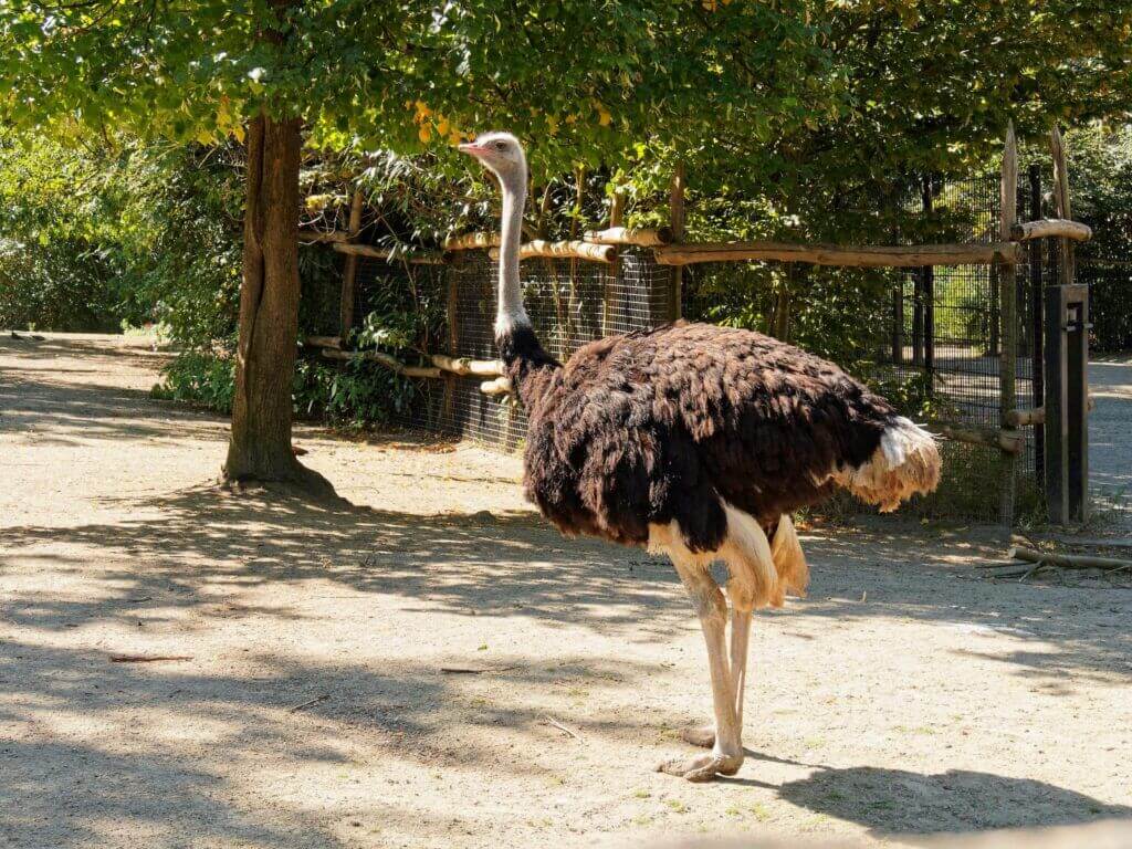 Avestruz no Jardim Zoológico de Roterdão