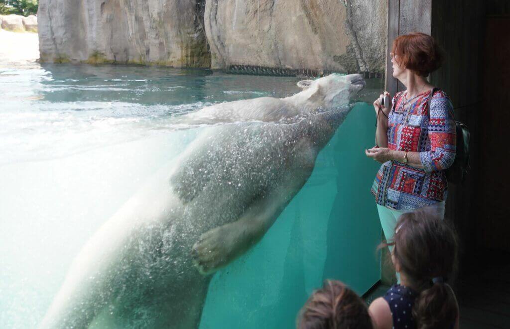 Urso Polar no Jardim Zoológico de Roterdão
