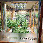 Hash Marihuana & Hemp Museum