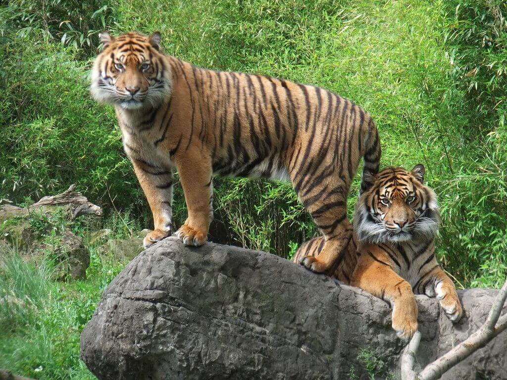 Tigres de Sumatra no Jardim Zoológico de Roterdão