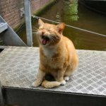 The Catboat