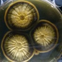 Micropia