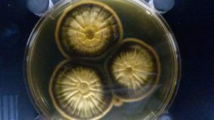 micropes at micropia