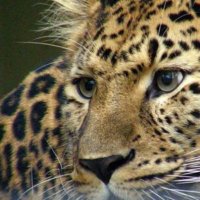 Artis Dierentuin