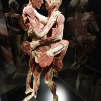 Body Worlds