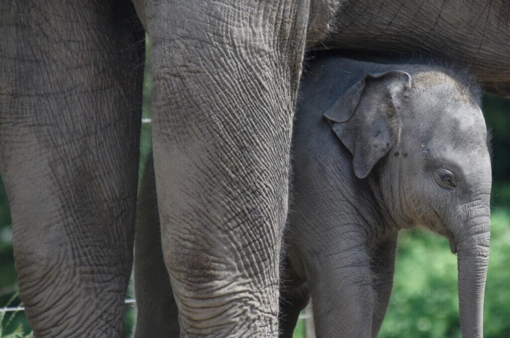 Cria de elefante de Blijdorp Cria de elefante de Blijdorp