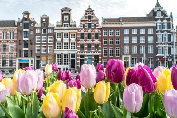 tulpen in Amsterdam