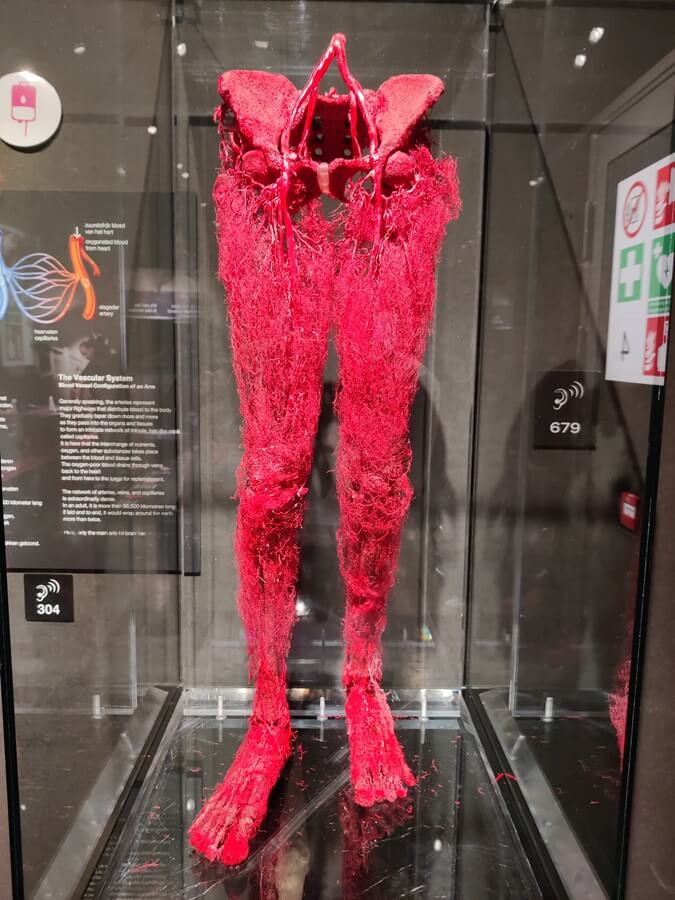 Body Worlds - il sistema vascolare