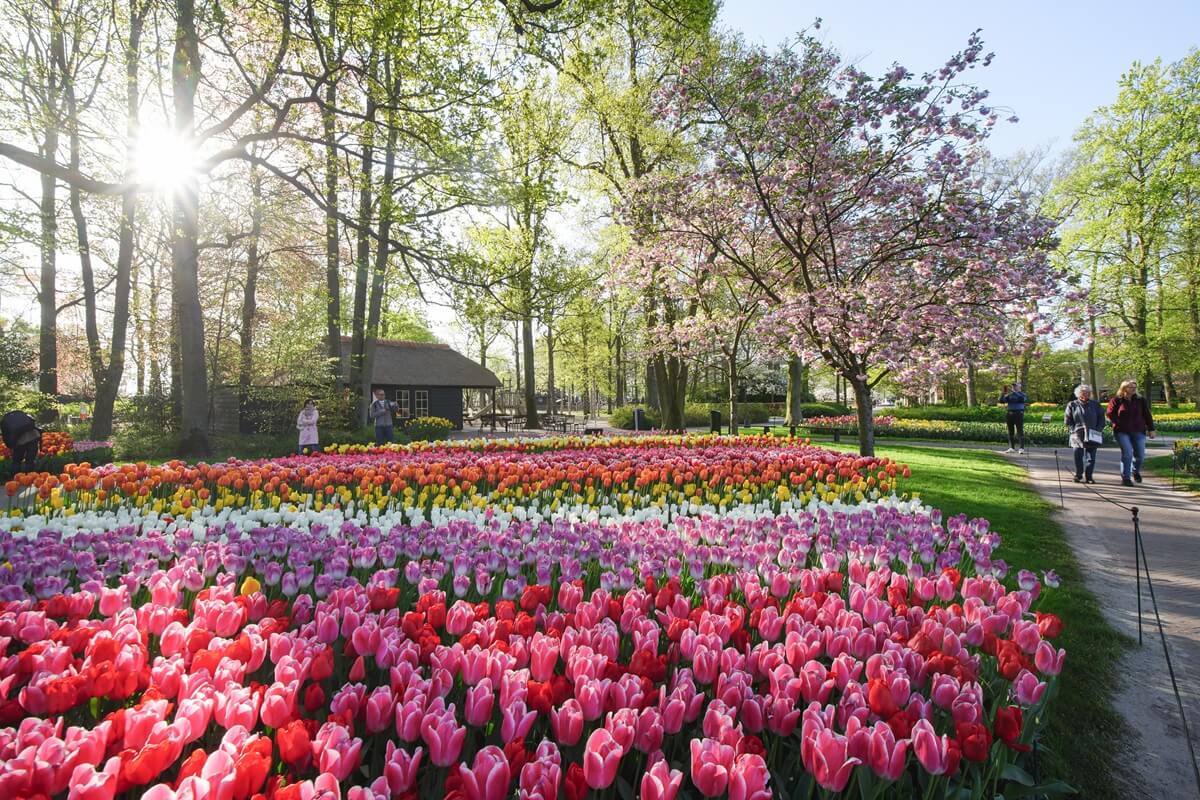 Blumen und Bäume in voller Blüte im Keukenhof
