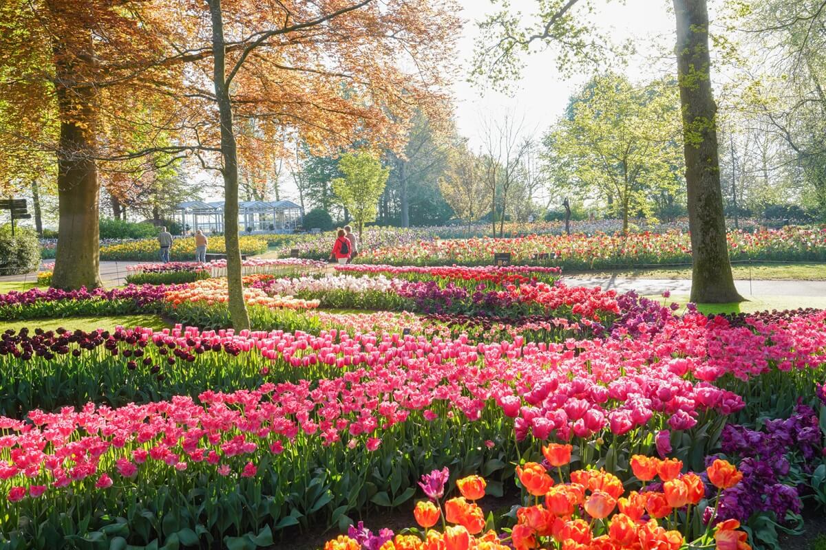 Tulpen in vielen verschiedenen Farben, perfekt ausgerichtet im Keukenhof