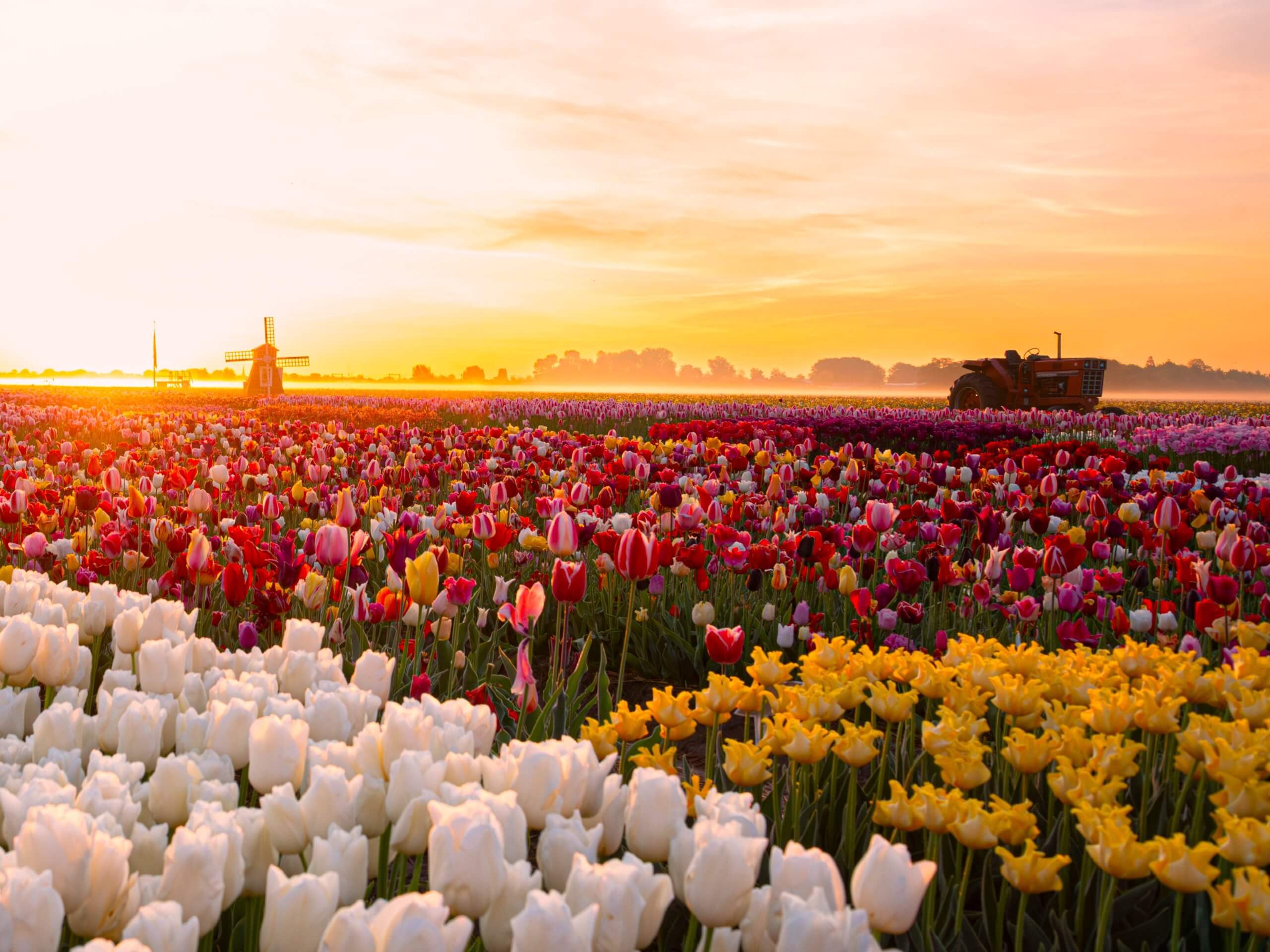Champs de fleurs au lever du soleil - Tulip Experience Amsterdam Champs de fleurs au lever du soleil - Tulip Experience Amsterdam