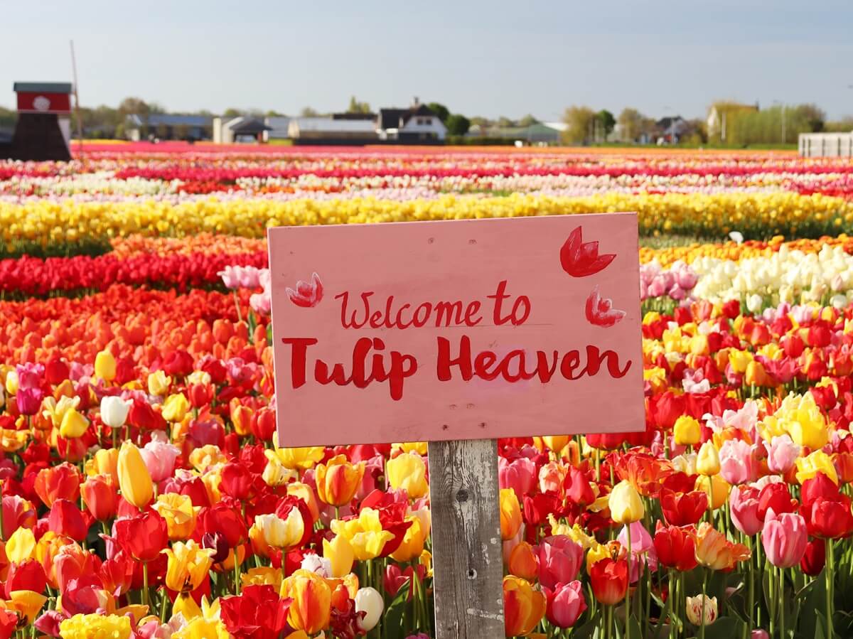 Panneau Bienvenue au paradis des tulipes dans le jardin - Tulip Experience Amsterdam